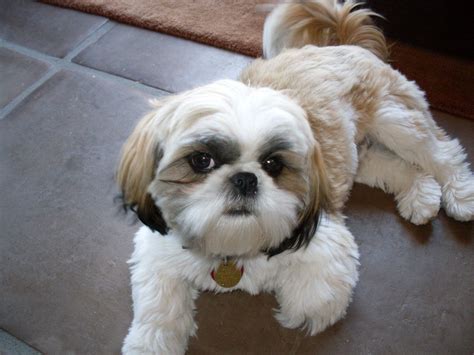 14&nbsp;pounds - Shih Tzu Reason for intake&nbsp; Lucian came to us with Andretti via a rescue friend who got them in as a breeder release. . Shih tzu for adoption